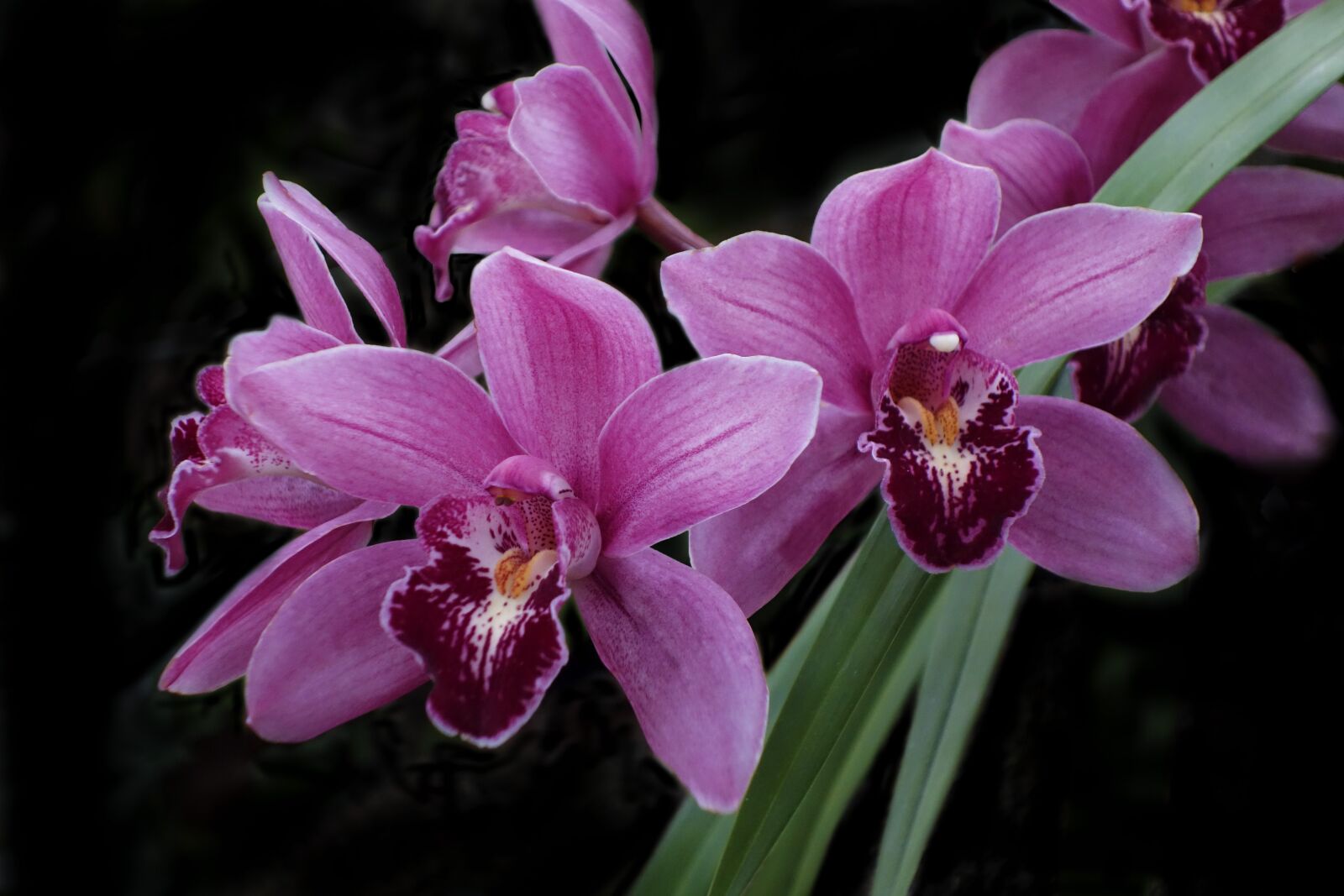 Hasselblad Stellar sample photo. Orchid, flower, exotic photography