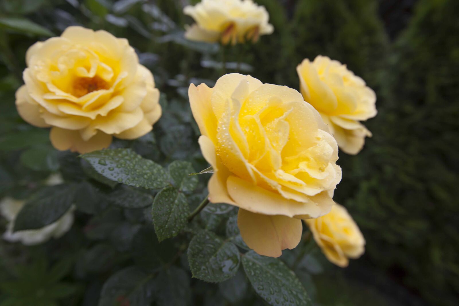 Canon EOS 5D Mark II + Canon EF 16-35mm F2.8L II USM sample photo. Yellow, rose, flower photography