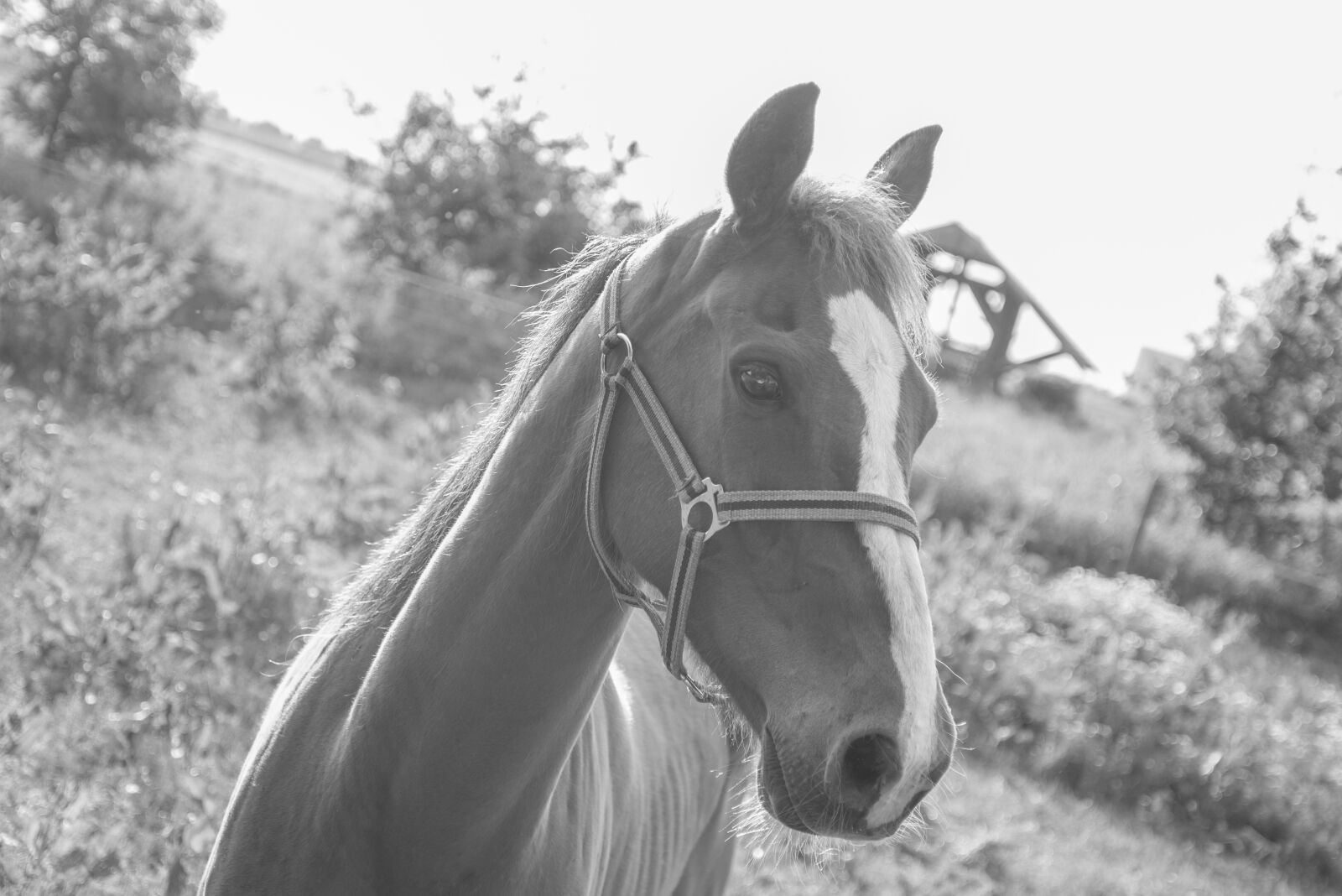 Nikon D600 sample photo. Animal, black, and, white photography
