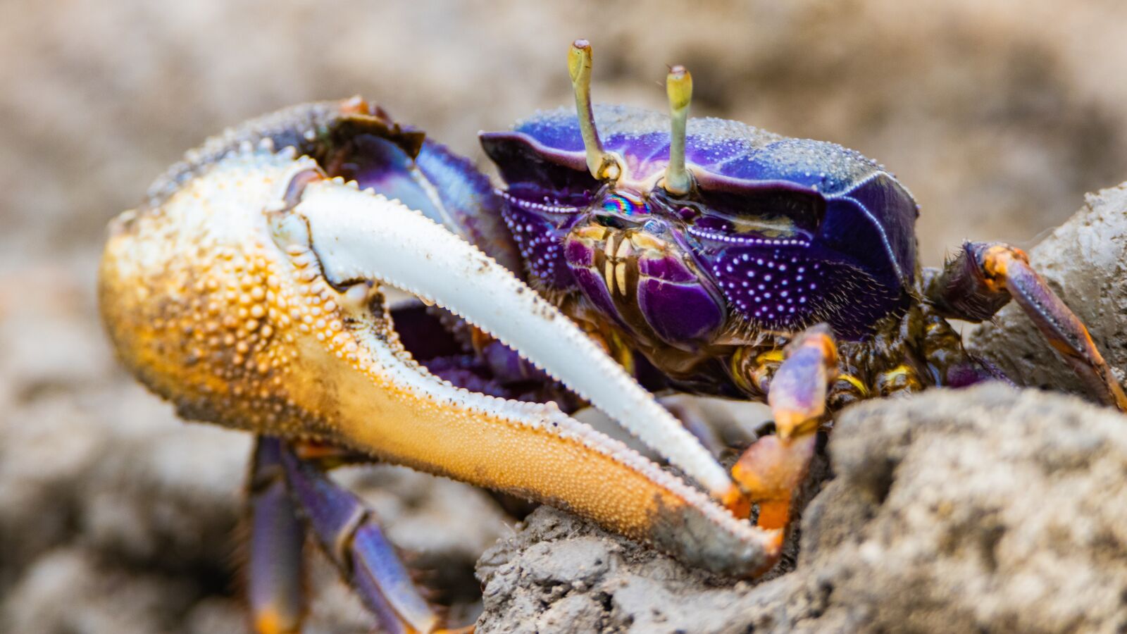 Canon EOS 80D sample photo. Cancer, crab, sea animal photography