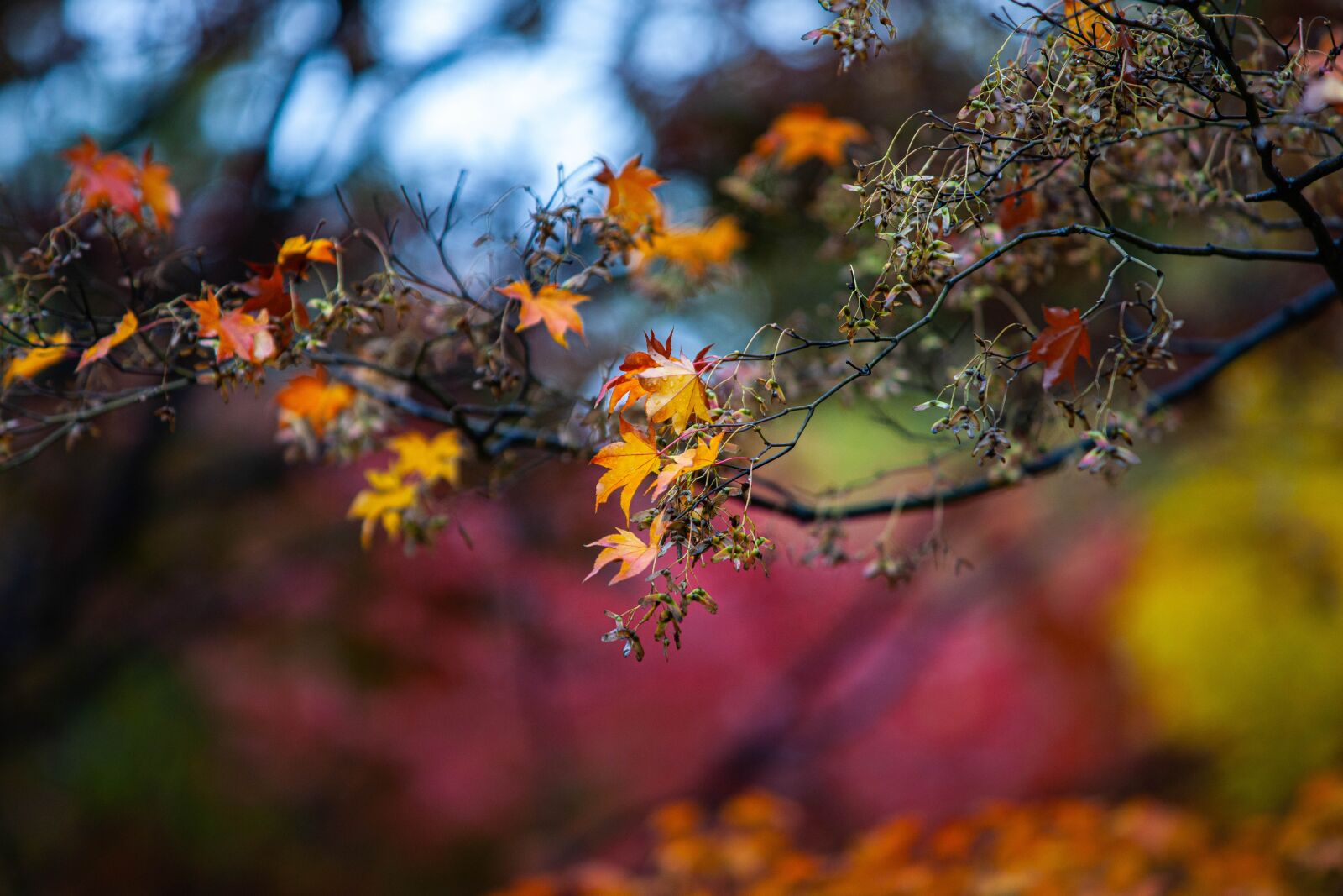 Sony Alpha DSLR-A900 sample photo. Autumn, maple, leaves photography