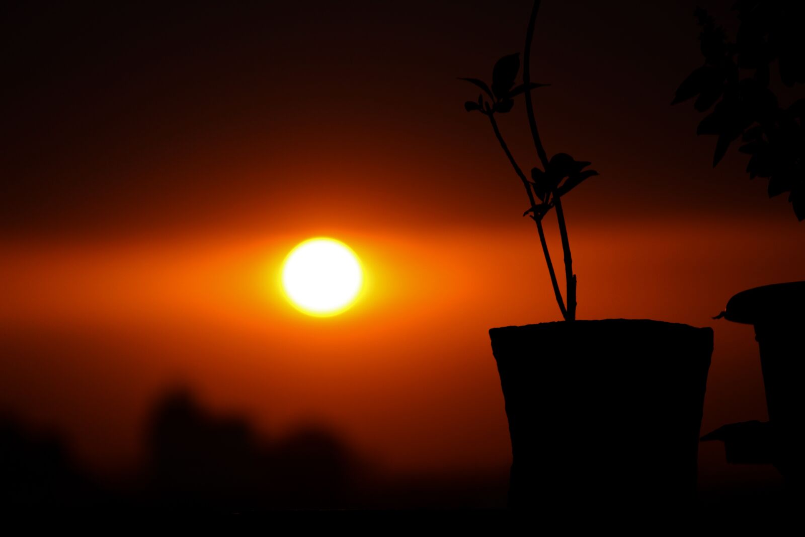 Canon EOS 1300D (EOS Rebel T6 / EOS Kiss X80) sample photo. Sunset, plant, grass photography