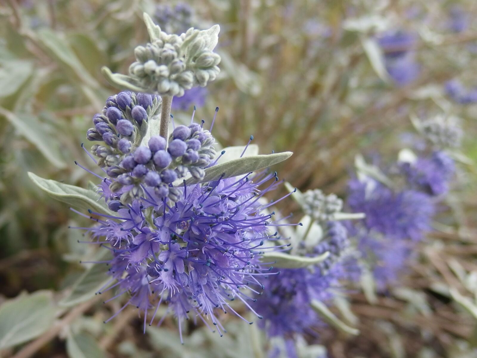Olympus Stylus XZ-10 sample photo. Bluebeard, flower, purple photography