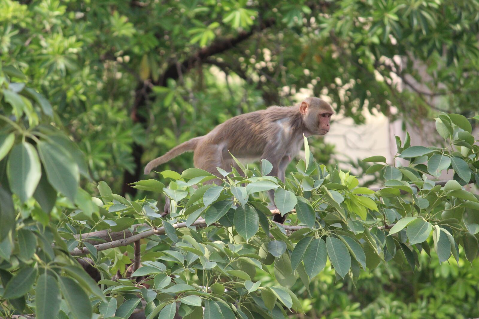Canon EOS 1300D (EOS Rebel T6 / EOS Kiss X80) sample photo. Monkey, wildlife, wild photography