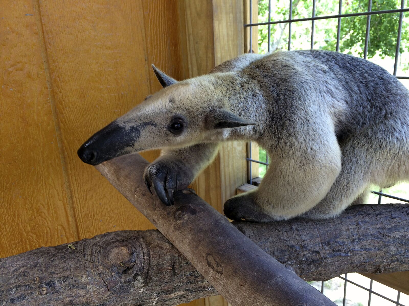 iPhone 5s back camera 4.15mm f/2.2 sample photo. Anteater, tamandua photography