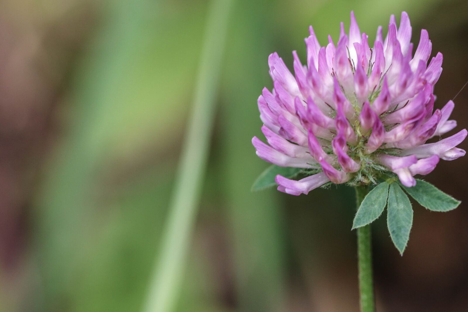 Canon EOS 7D Mark II sample photo. Wild flower, pink, flower photography