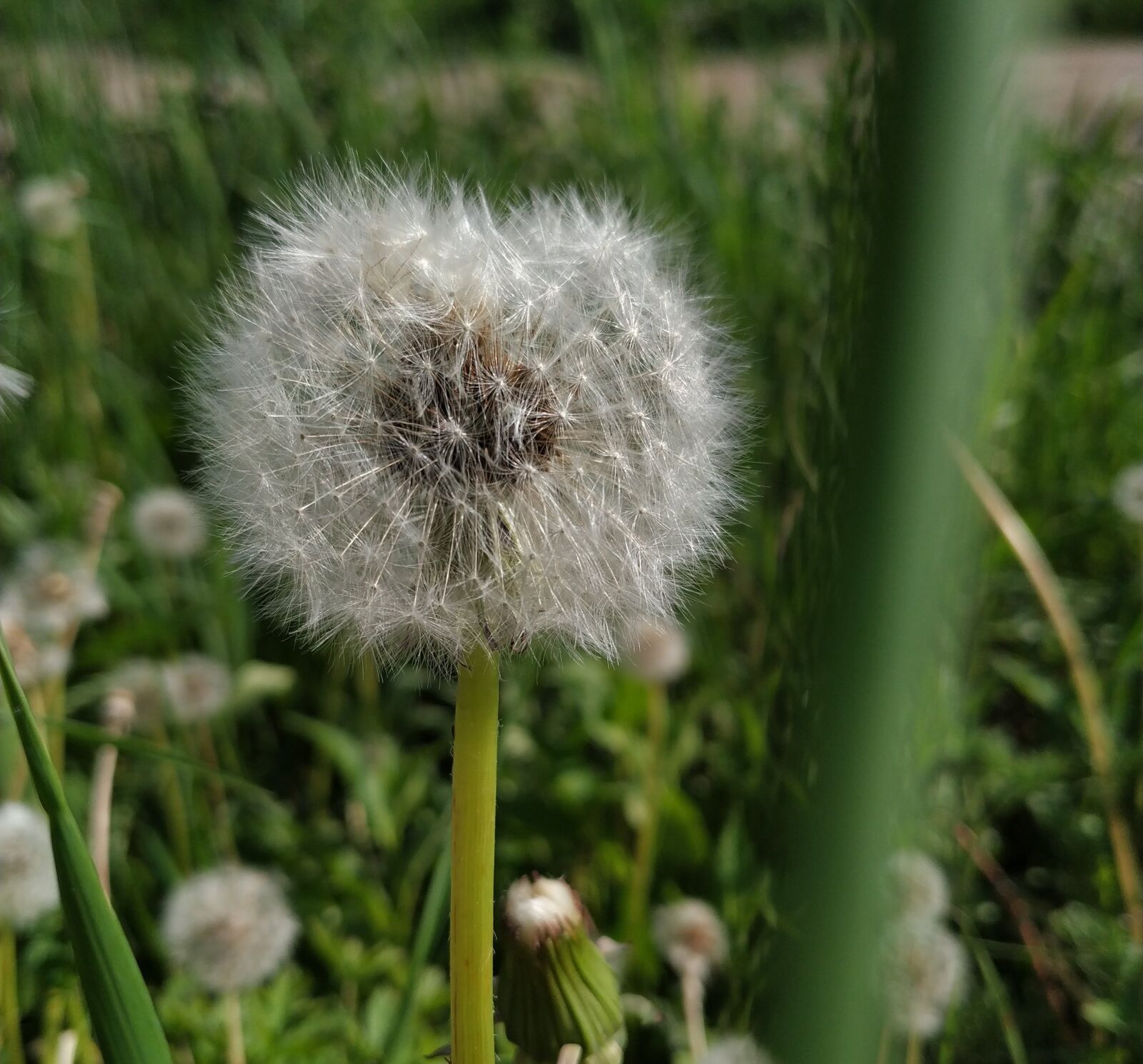 Xiaomi Mi A2 sample photo. Taraxacum, dandelion, coltsfoot photography