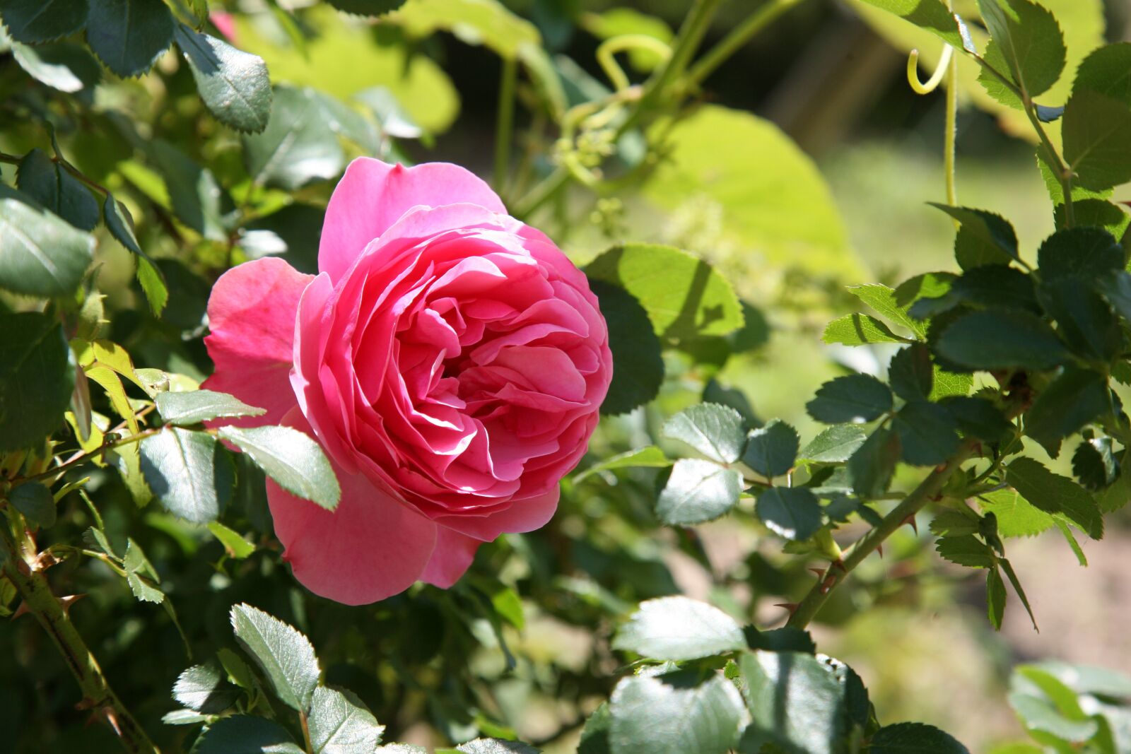 Canon EOS 5D sample photo. Rose, rose vines, flowers photography