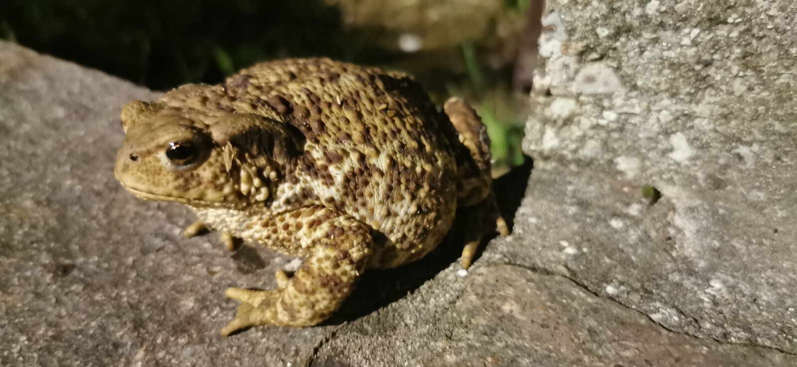 HUAWEI VOG-L29 sample photo