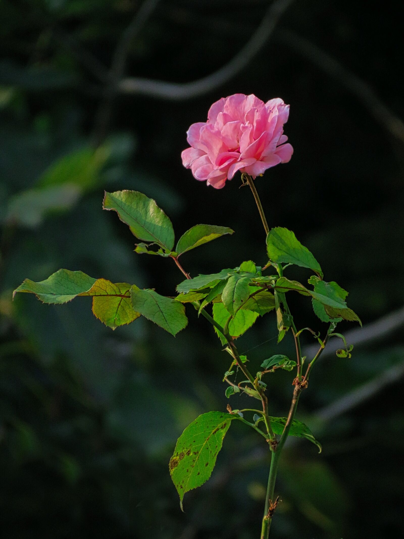 Canon PowerShot SX40 HS sample photo. Rosa, flower, bloom photography