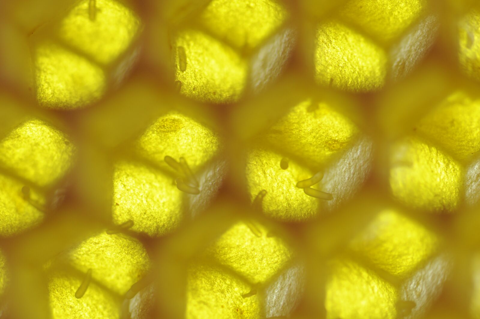 Nikon D90 sample photo. Bees, a honeycomb, drones photography