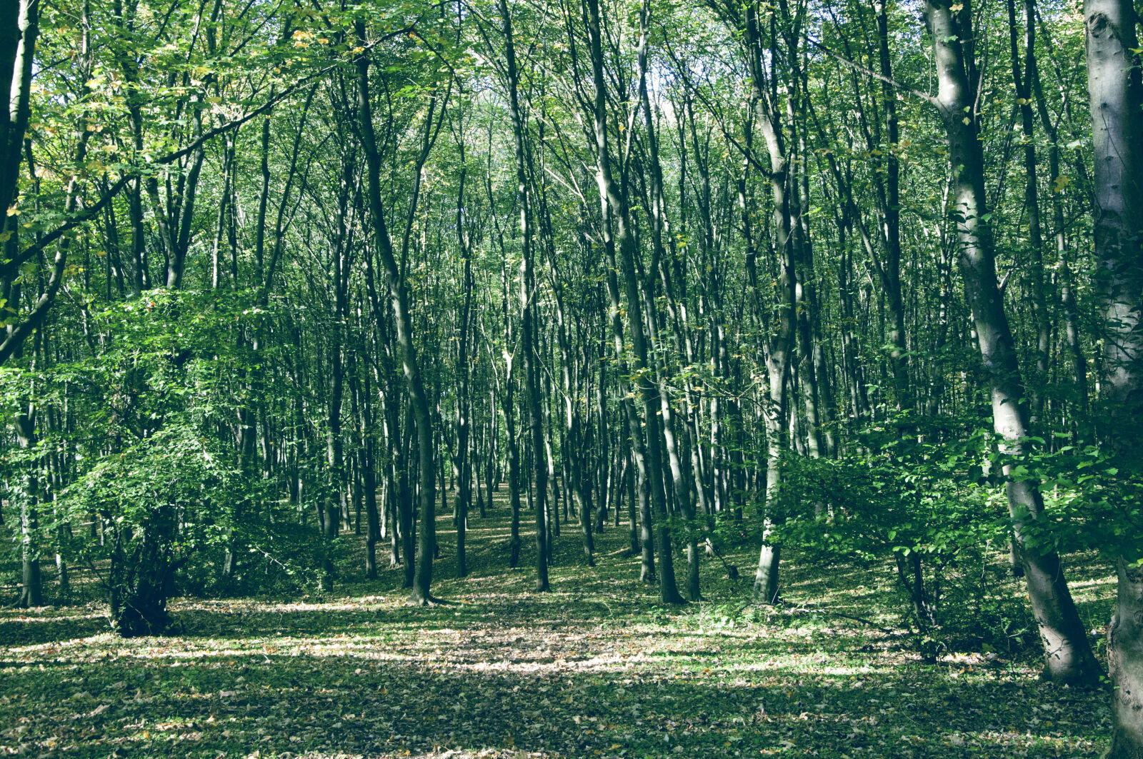 Nikon D90 sample photo. Green, trees, wood photography
