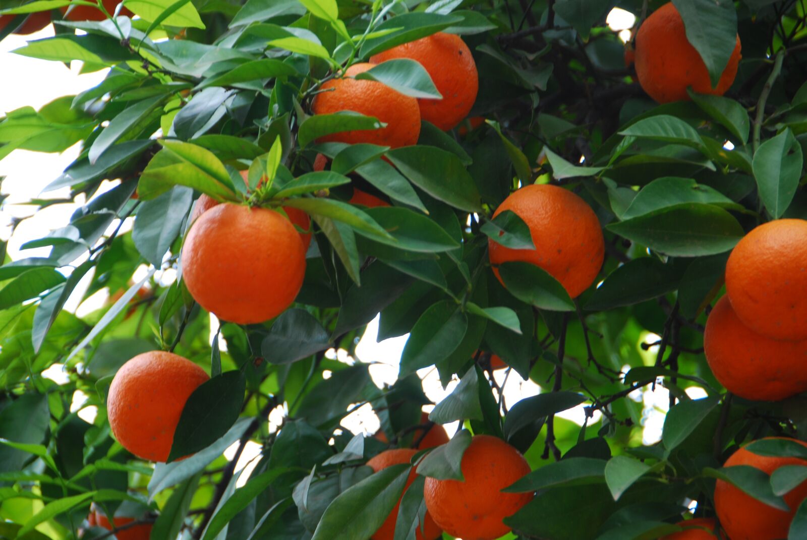 Nikon D80 sample photo. Oranges, leaves, green photography