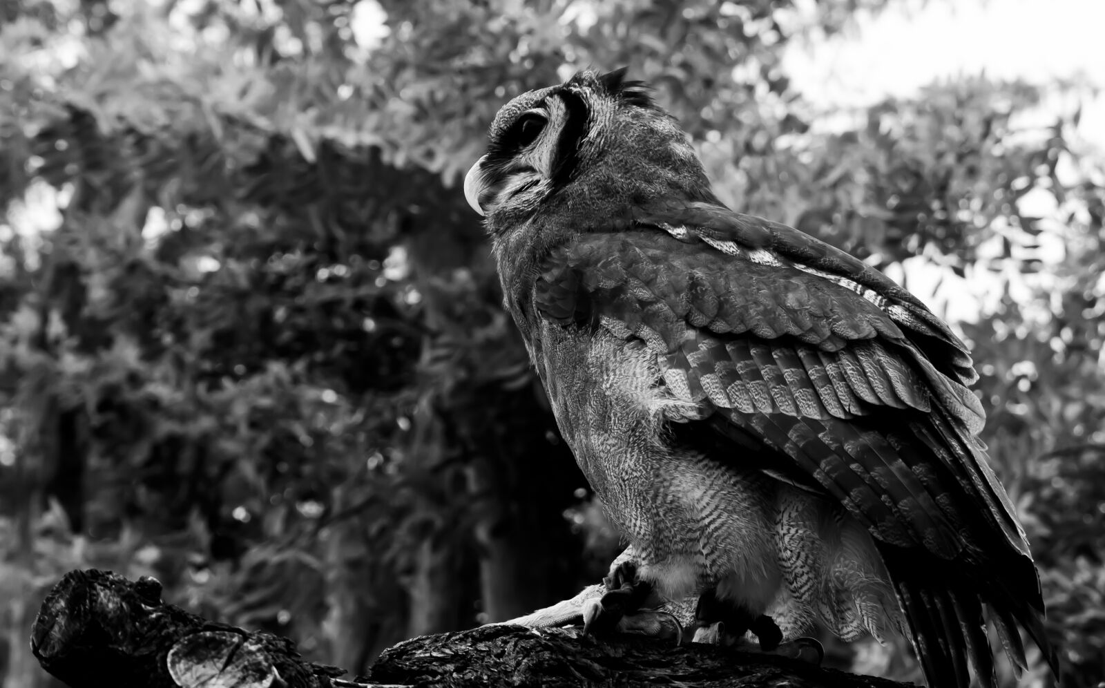 Nikon D7000 sample photo. Black and white, nature photography