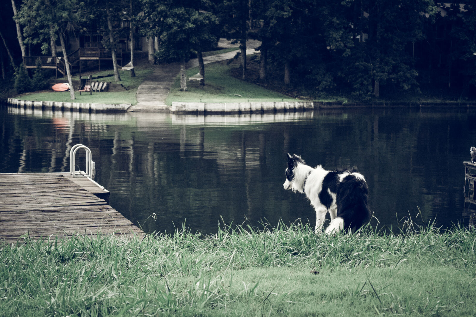 Nikon D3300 sample photo. Border, collie, collie, dock photography