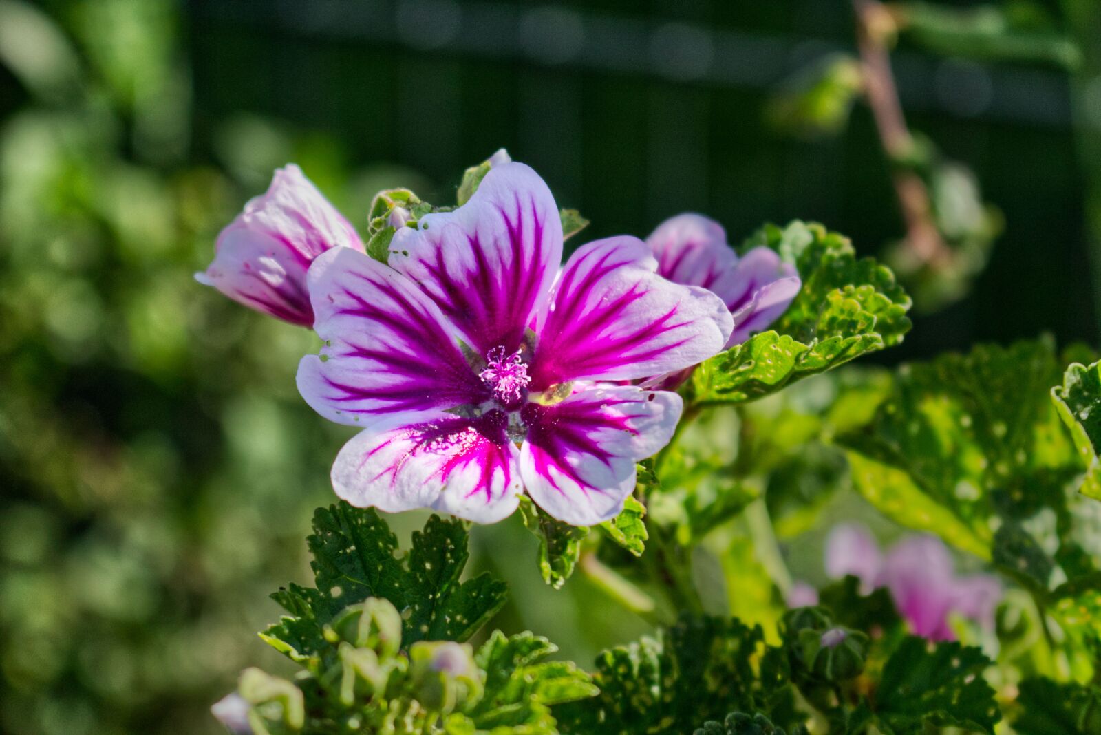 Canon EOS 700D (EOS Rebel T5i / EOS Kiss X7i) sample photo. Mallow, flora, plant photography