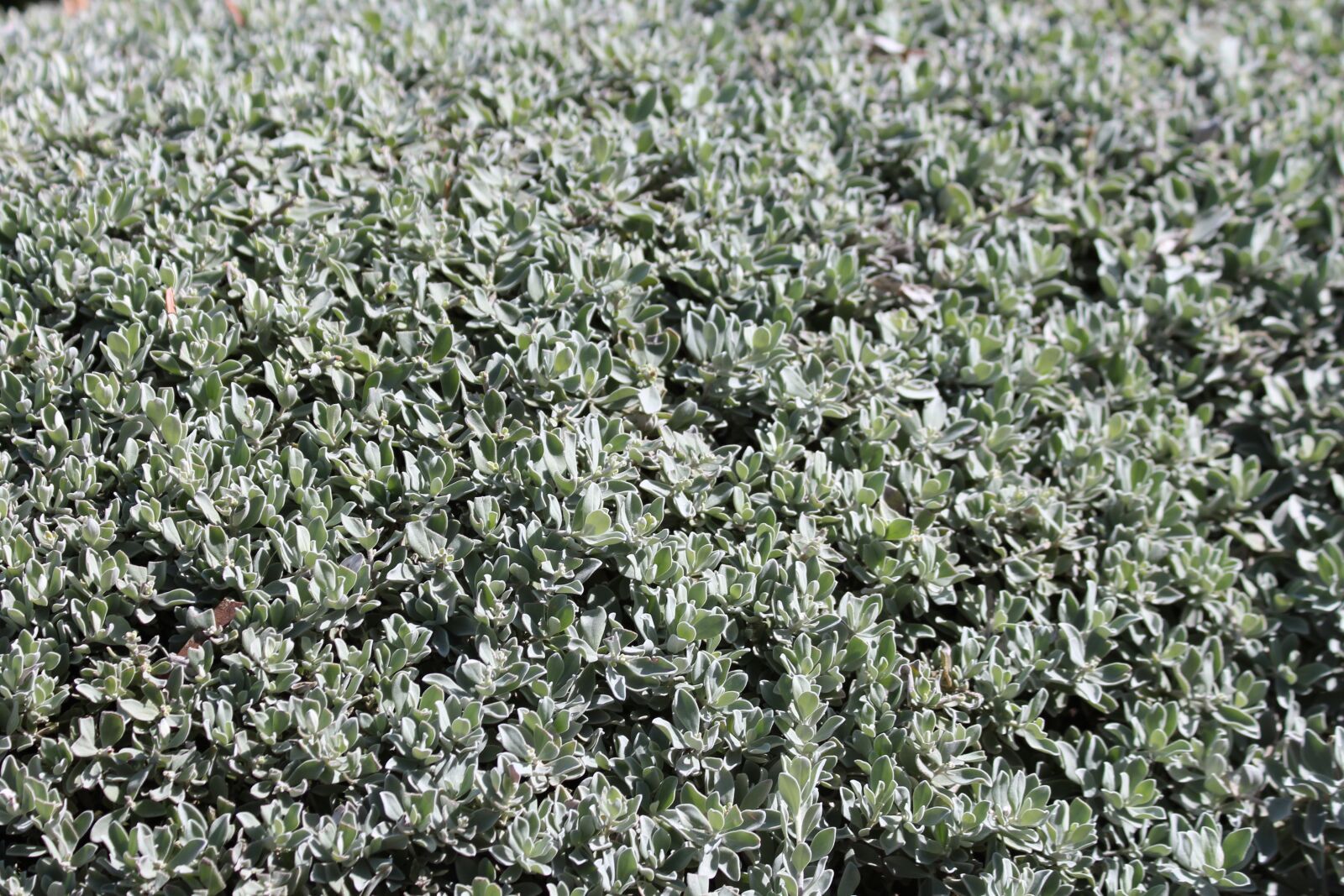 Canon EOS 650D (EOS Rebel T4i / EOS Kiss X6i) sample photo. Succulent plant, succulent, plant photography