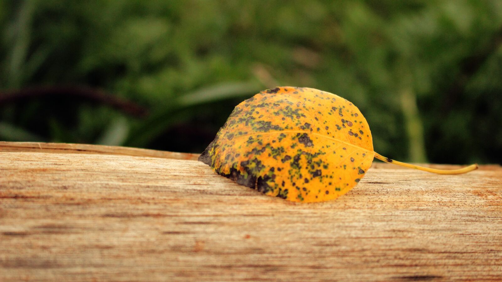 Canon EOS 100D (EOS Rebel SL1 / EOS Kiss X7) sample photo. Yellow, leaf, fall photography