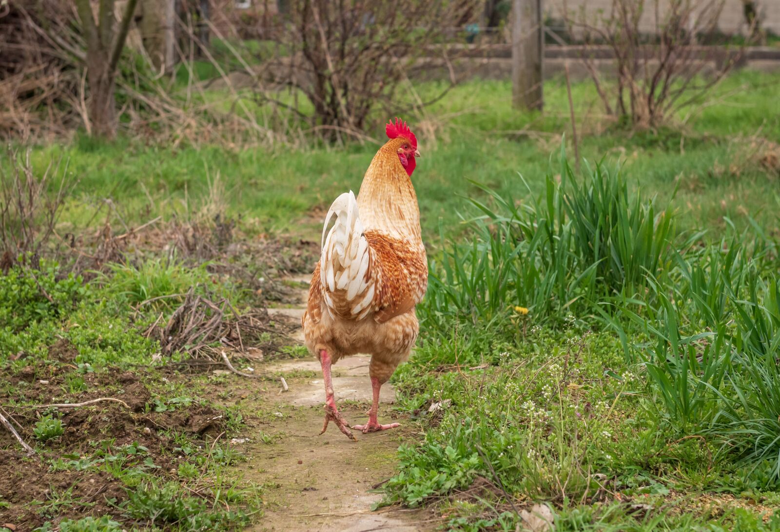 Nikon D750 sample photo. Hahn, garden, walk photography