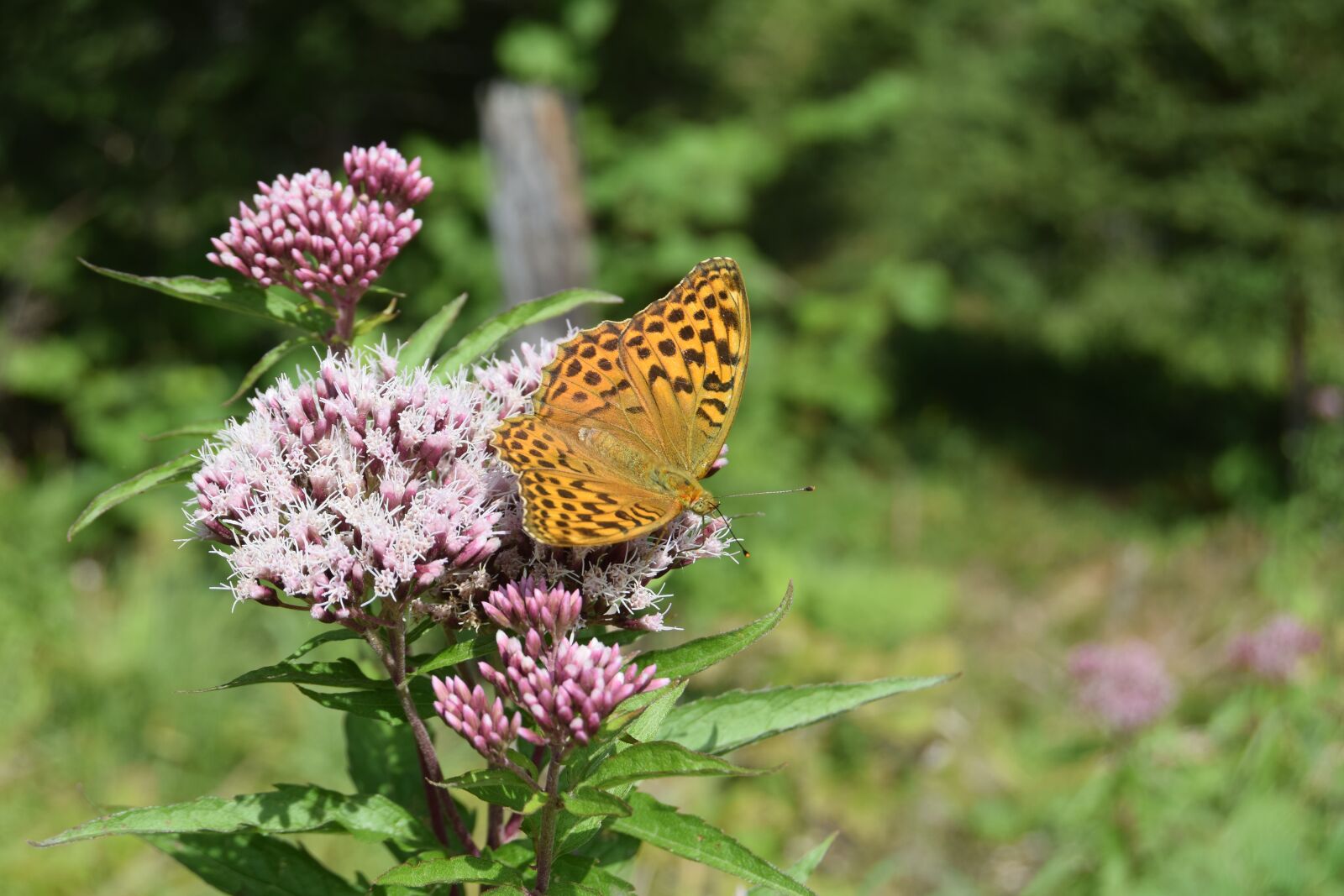 Nikon D3300 sample photo. Butterfly, butterflies, fritillary photography