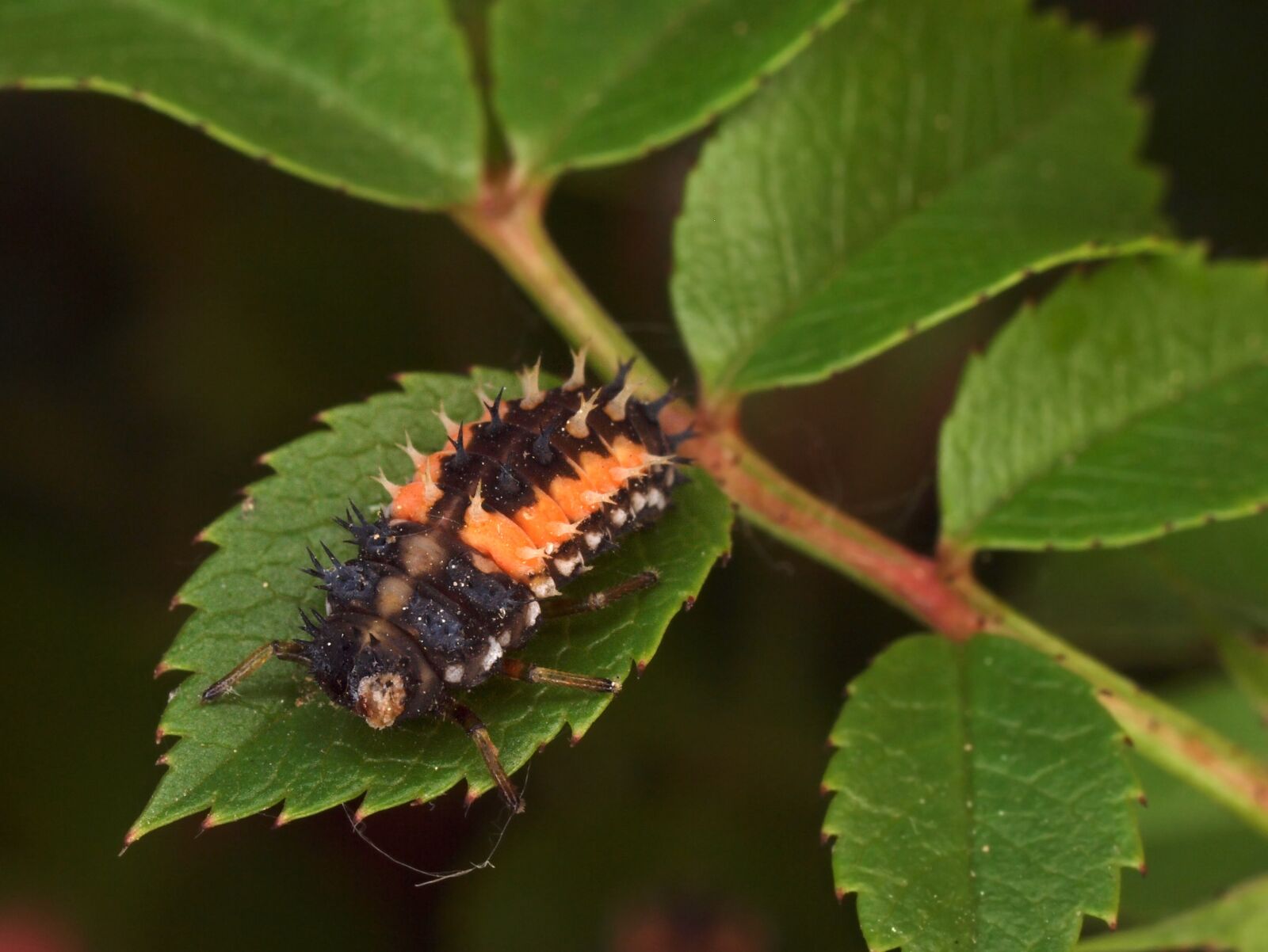 Olympus E-30 sample photo. Insect, nature, macro photography