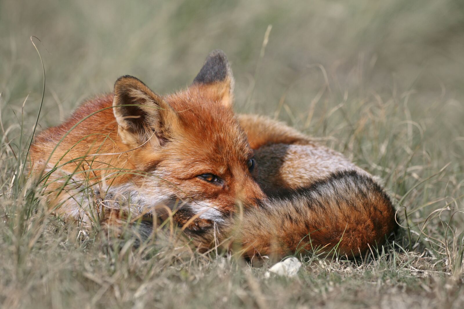 Canon EOS 400D (EOS Digital Rebel XTi / EOS Kiss Digital X) sample photo. Fox, red fox, wildlife photography