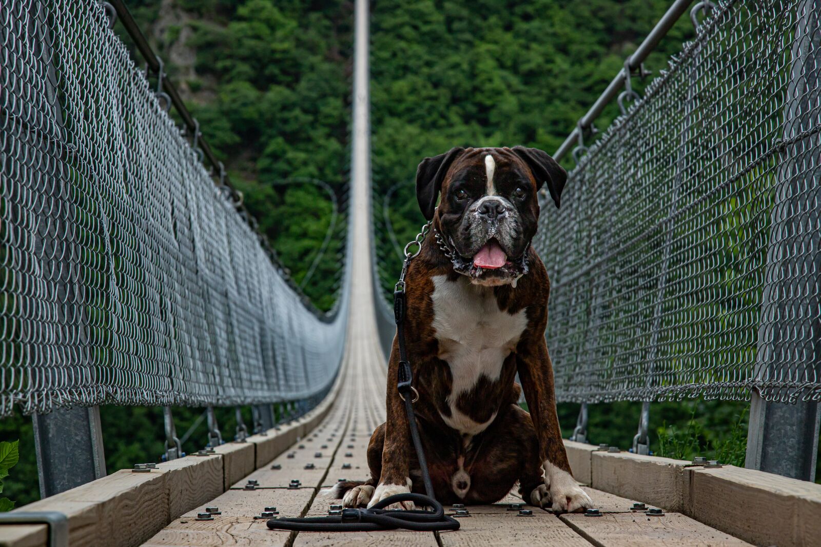 Canon EOS 6D Mark II sample photo. Pedestrian bridge, gaierlay, dog photography