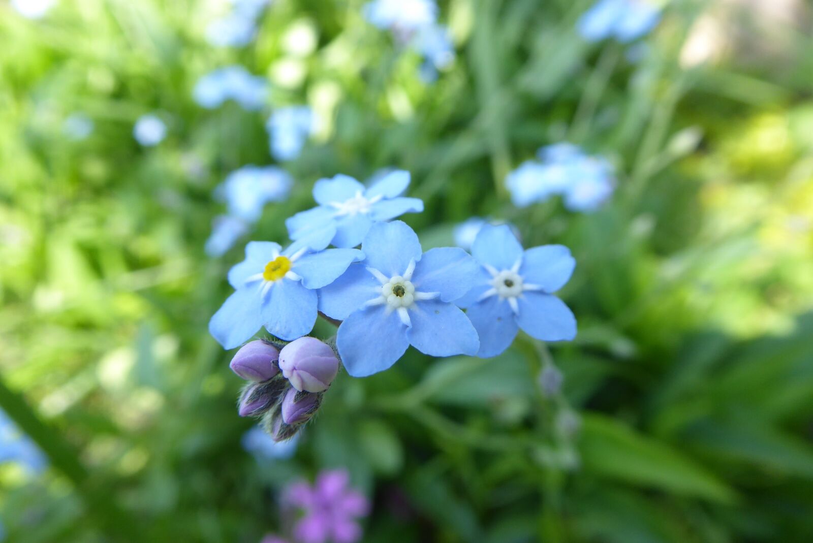Panasonic Lumix DMC-ZS50 (Lumix DMC-TZ70) sample photo. Nature, plant, leaf photography