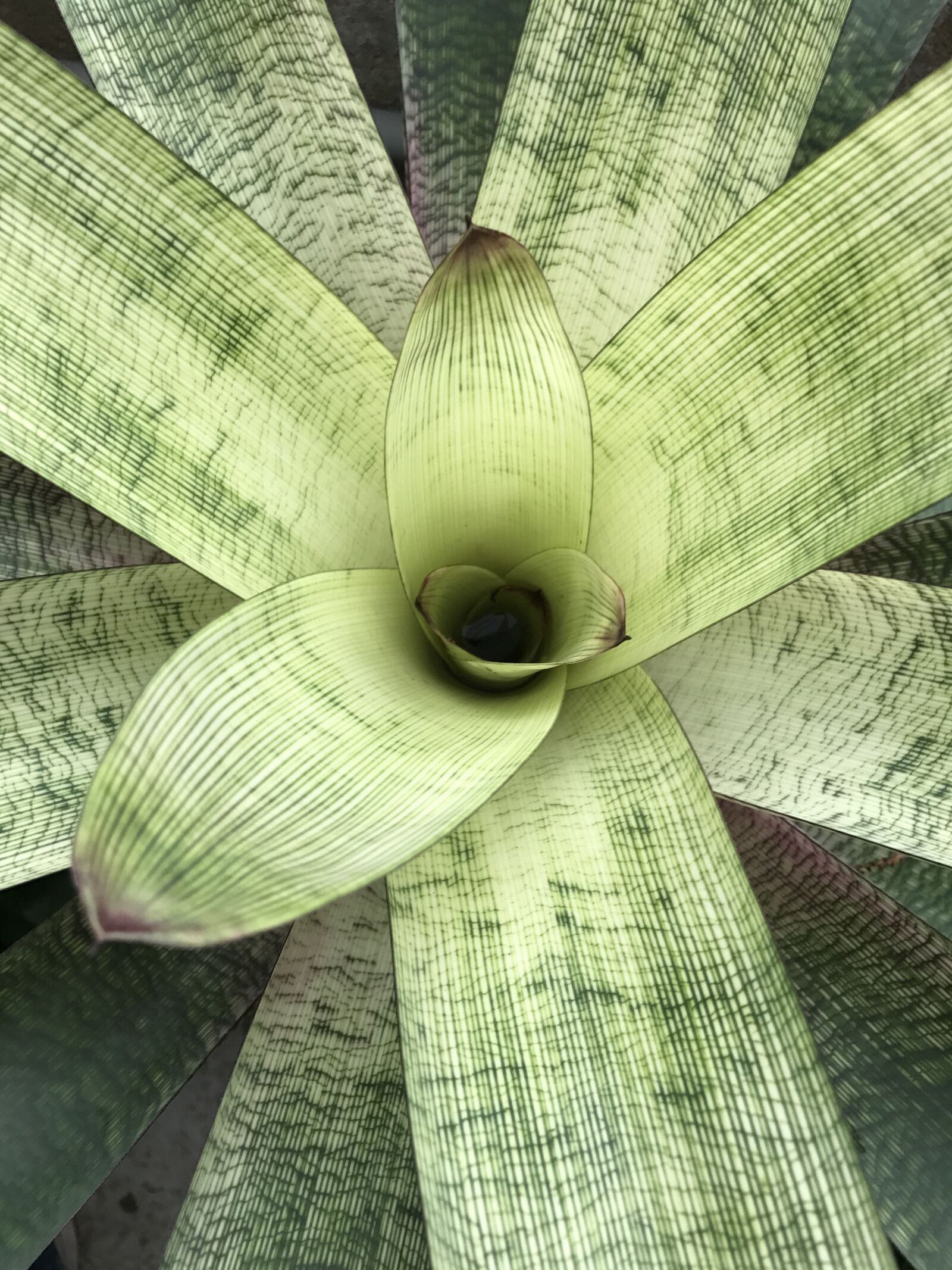 Apple iPhone 7 sample photo. Flora, nature, leaf photography