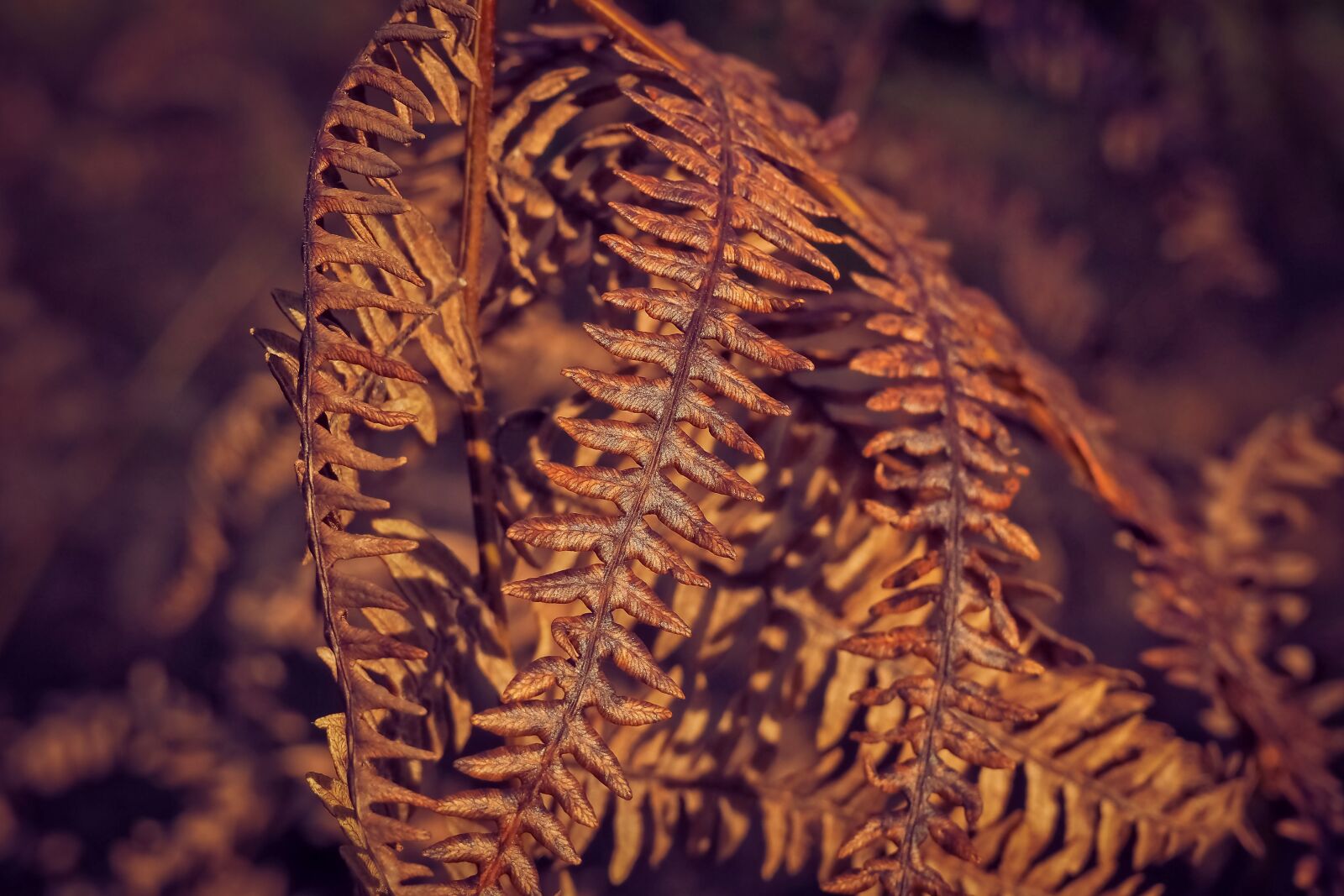 Olympus OM-D E-M10 sample photo. Fern, plant, dry photography
