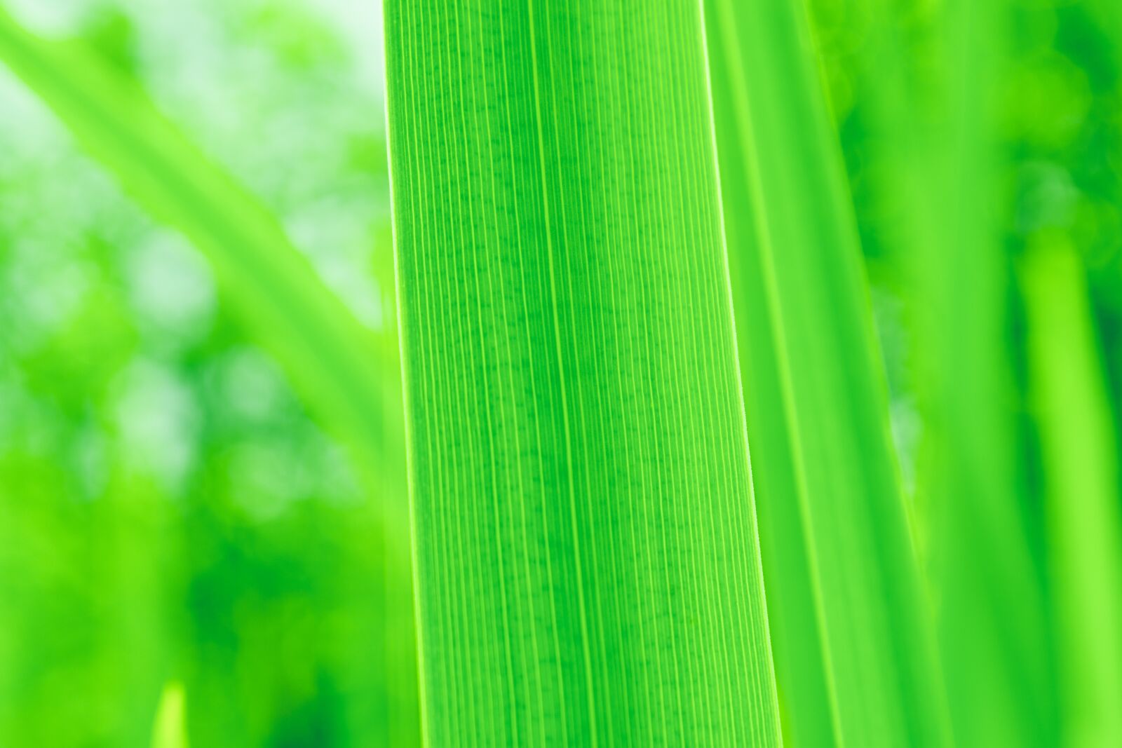 Nikon D5600 sample photo. Green leaf, green, leaves photography