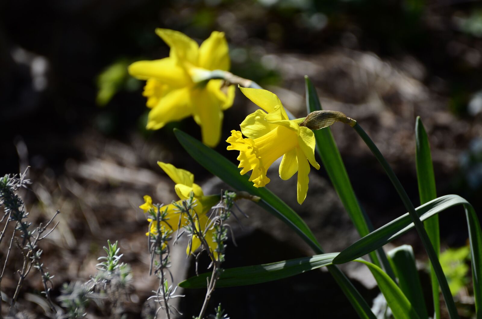Nikon D7000 sample photo. Spring flower, daffodils, yellow photography