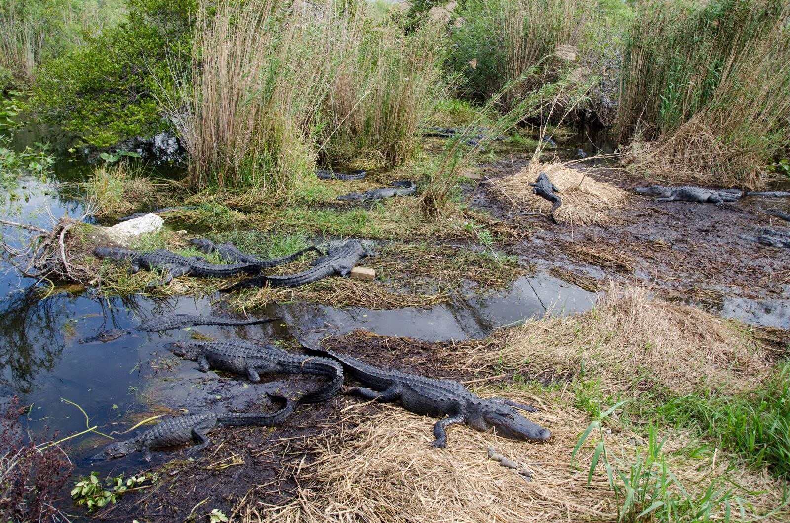 Nikon D5100 sample photo. Alligators, gators, gator photography