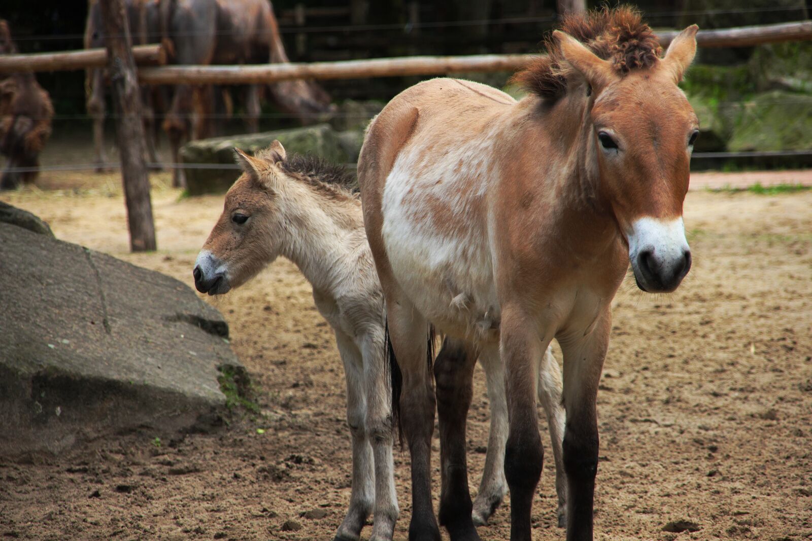Canon EOS 600D (Rebel EOS T3i / EOS Kiss X5) sample photo. Horse, zoo, wild horse photography
