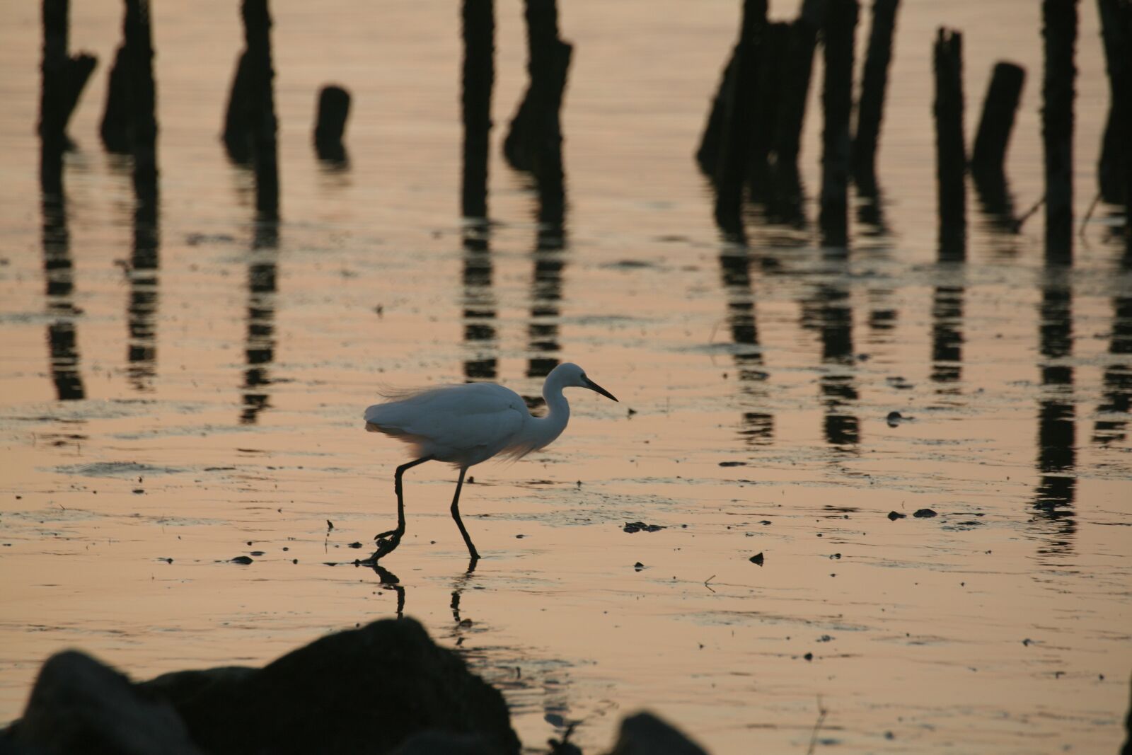 Canon EOS 5D sample photo. Shenzhen, bird, sea photography