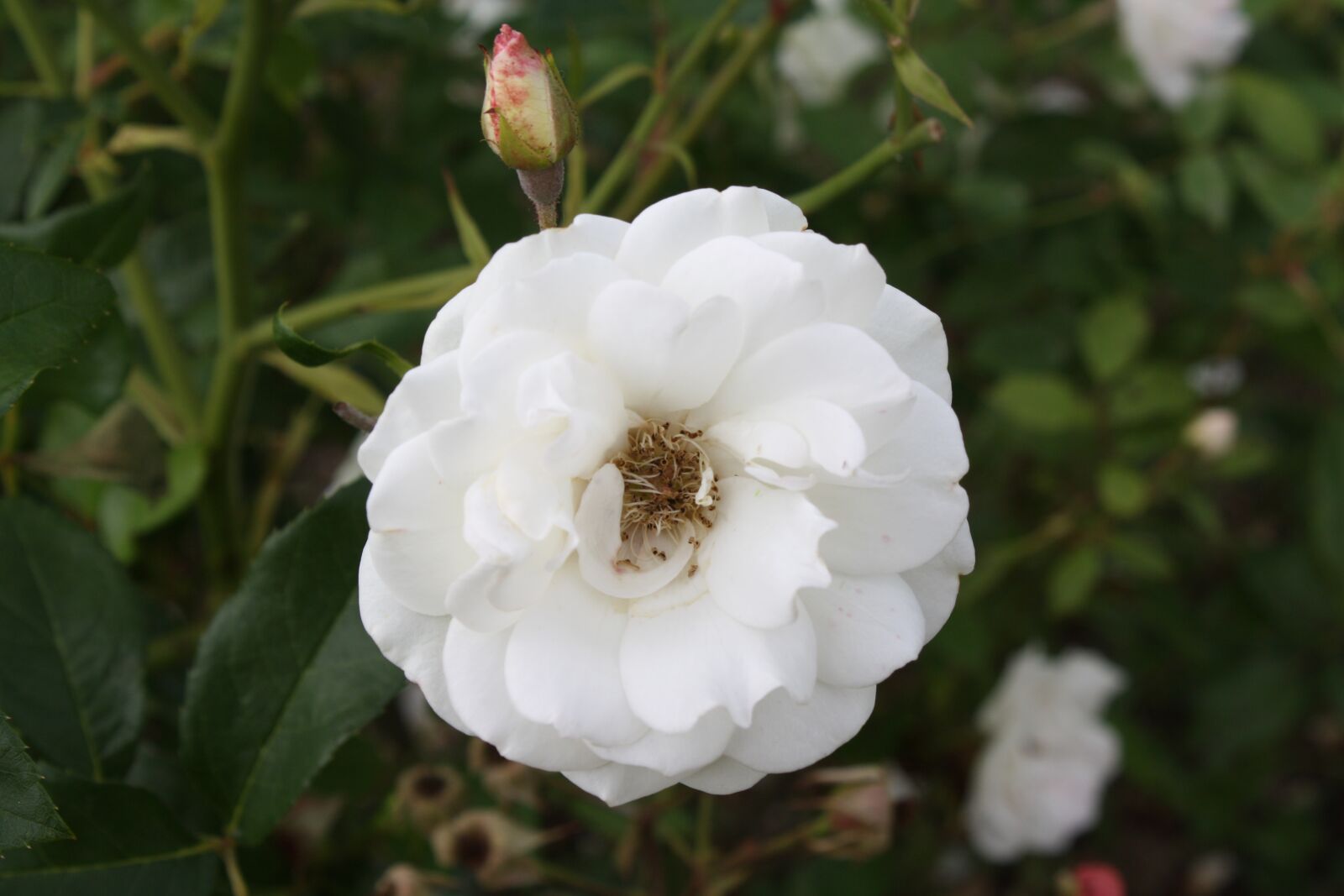 Canon EOS 1000D (EOS Digital Rebel XS / EOS Kiss F) sample photo. Pink, white, flower photography