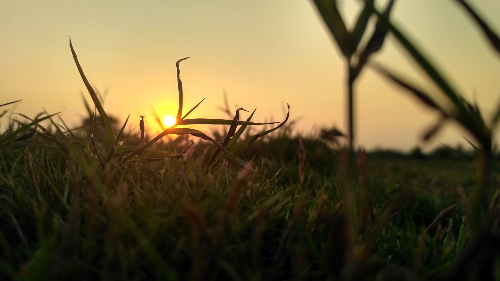 Xiaomi Redmi 3S sample photo. Grass, garden, nature photography