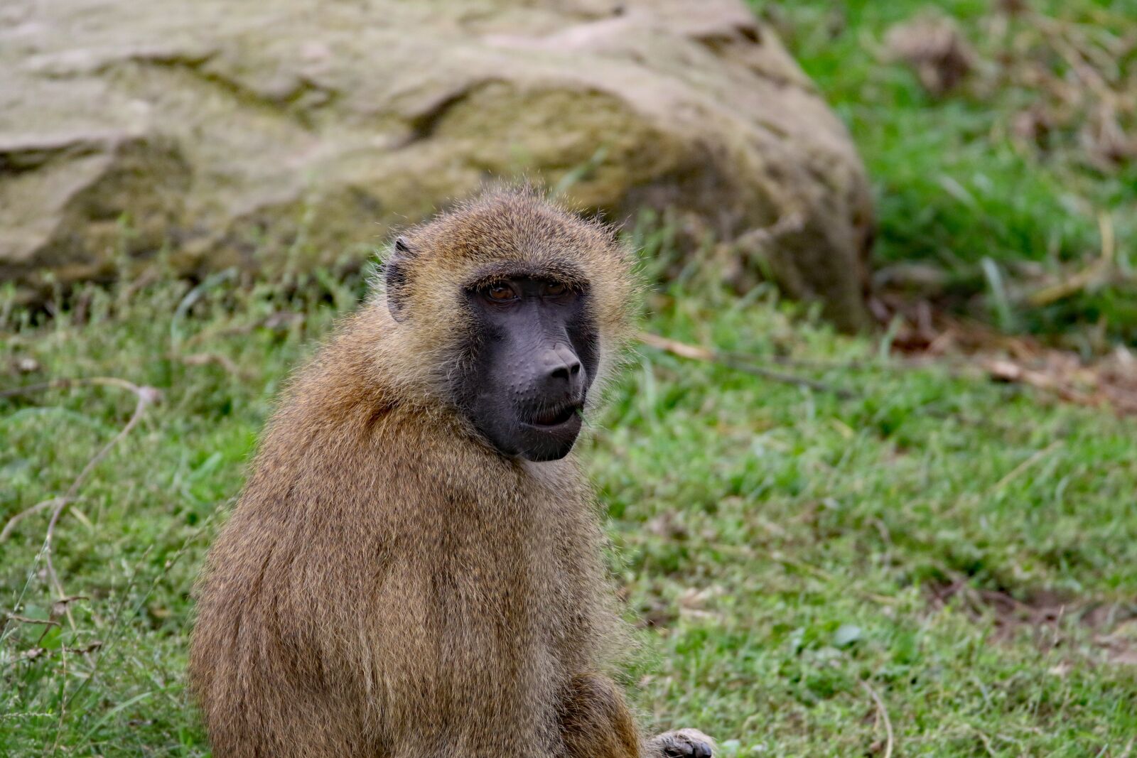 Canon EOS 7D Mark II sample photo. Baboon, monkey, wildlife photography