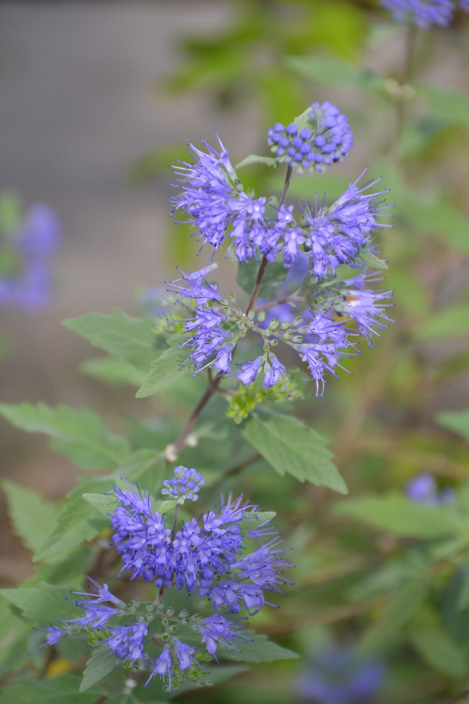 Nikon D3100 sample photo. Flower, plant, nature photography