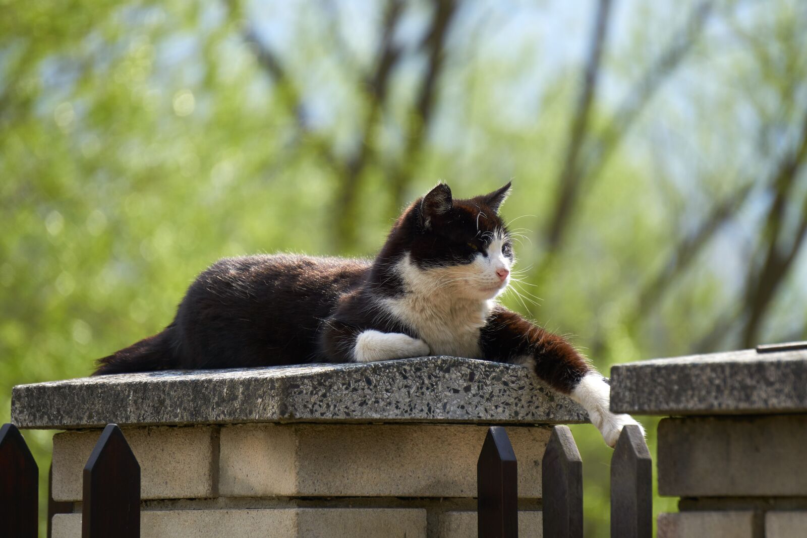 Sony a5100 sample photo. Cat, animal, peace photography