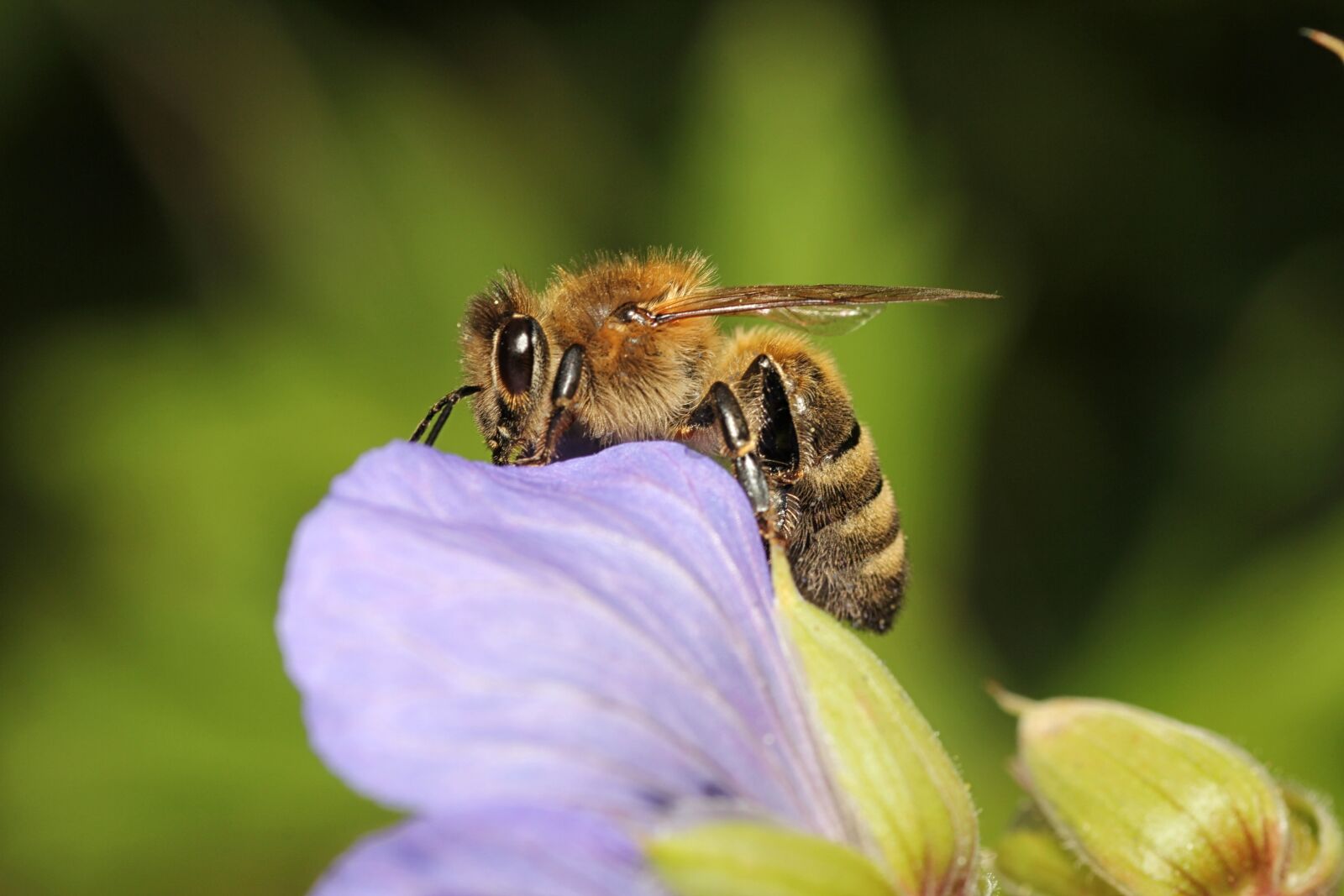 Canon EOS 60D sample photo. Wasp, bee, insect photography