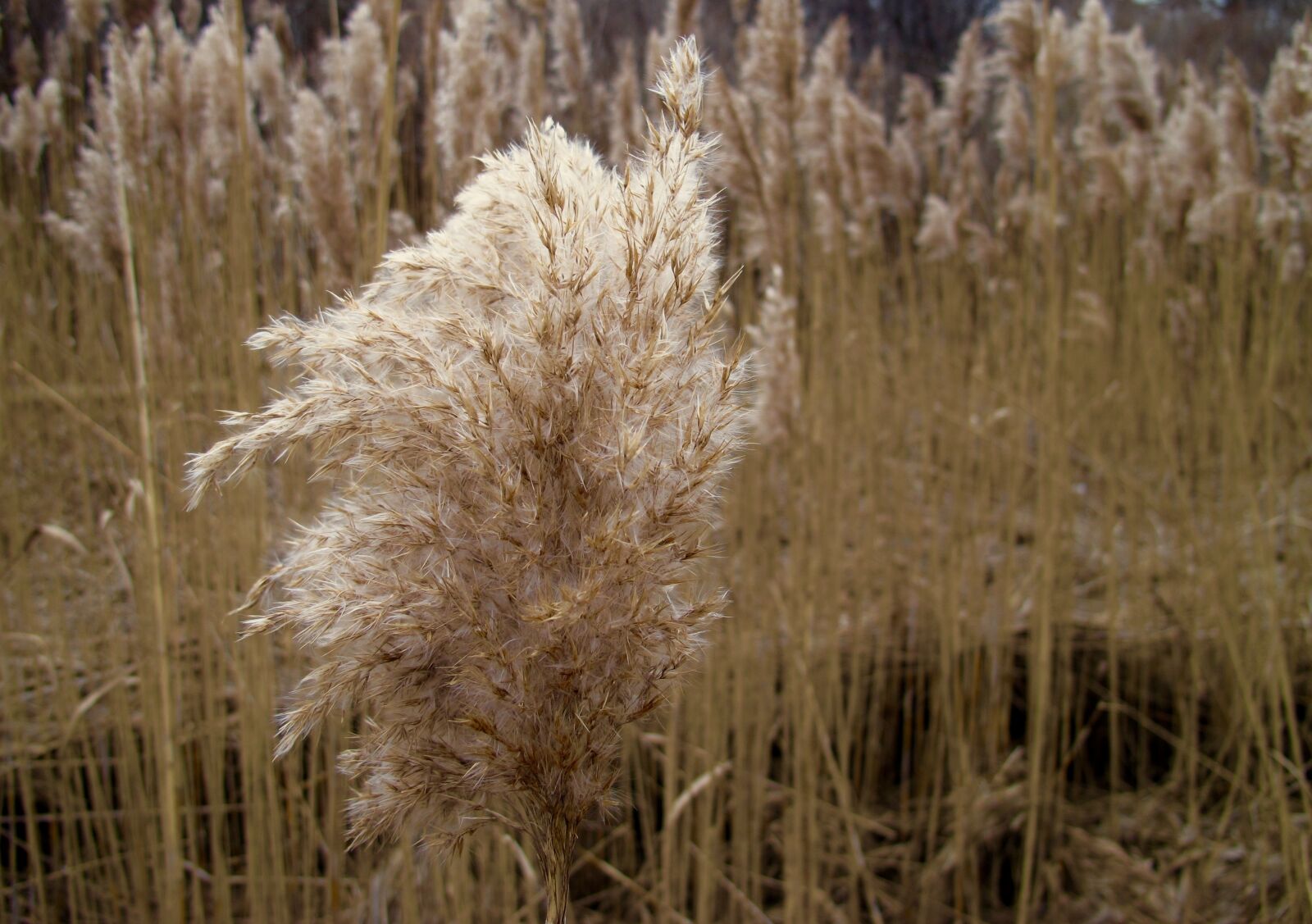 Canon PowerShot G12 sample photo. Sea-grass, salt-marsh, coast photography