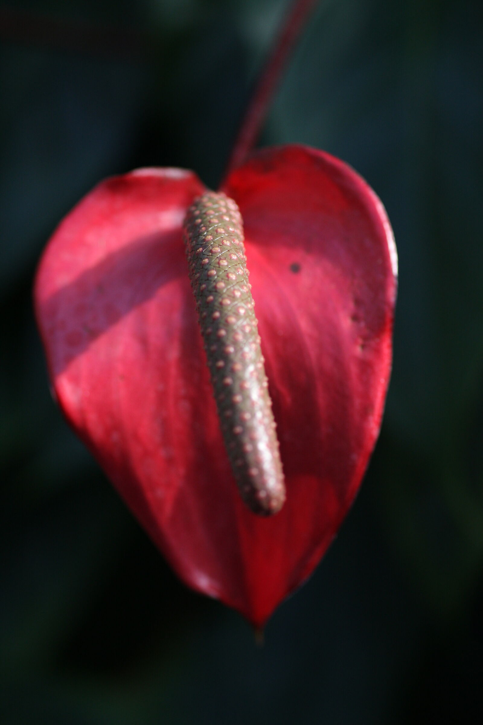 Sigma 50mm f/2.8 EX sample photo