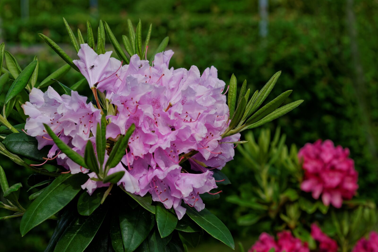 Nikon D300S sample photo. Flower, plant, color photography