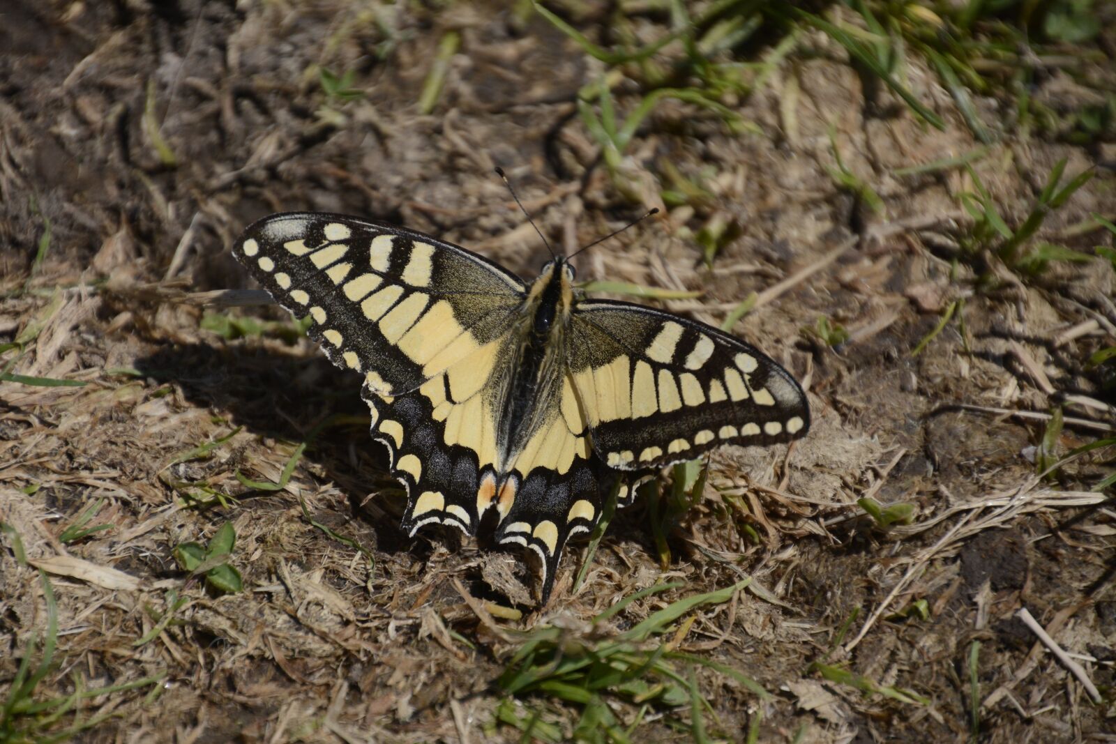 Nikon D7100 sample photo. Butterfly, mountains, shimmer photography