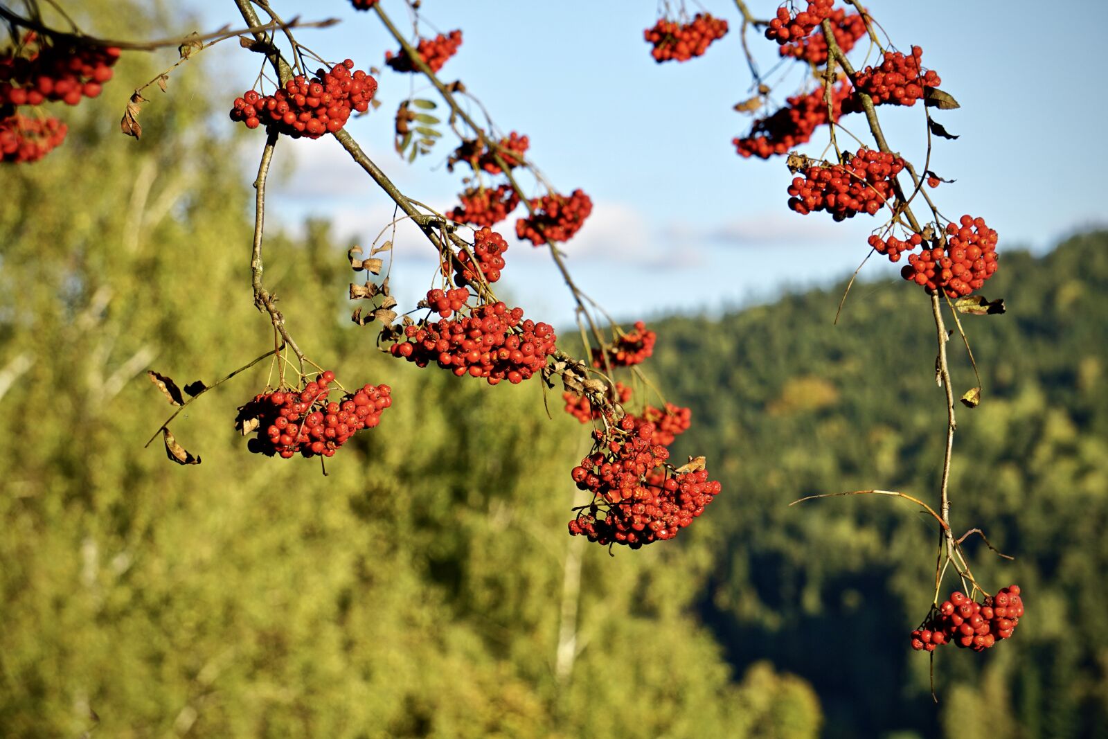 Sony E 55-210mm F4.5-6.3 OSS sample photo. Rowan, mountain ash, red photography