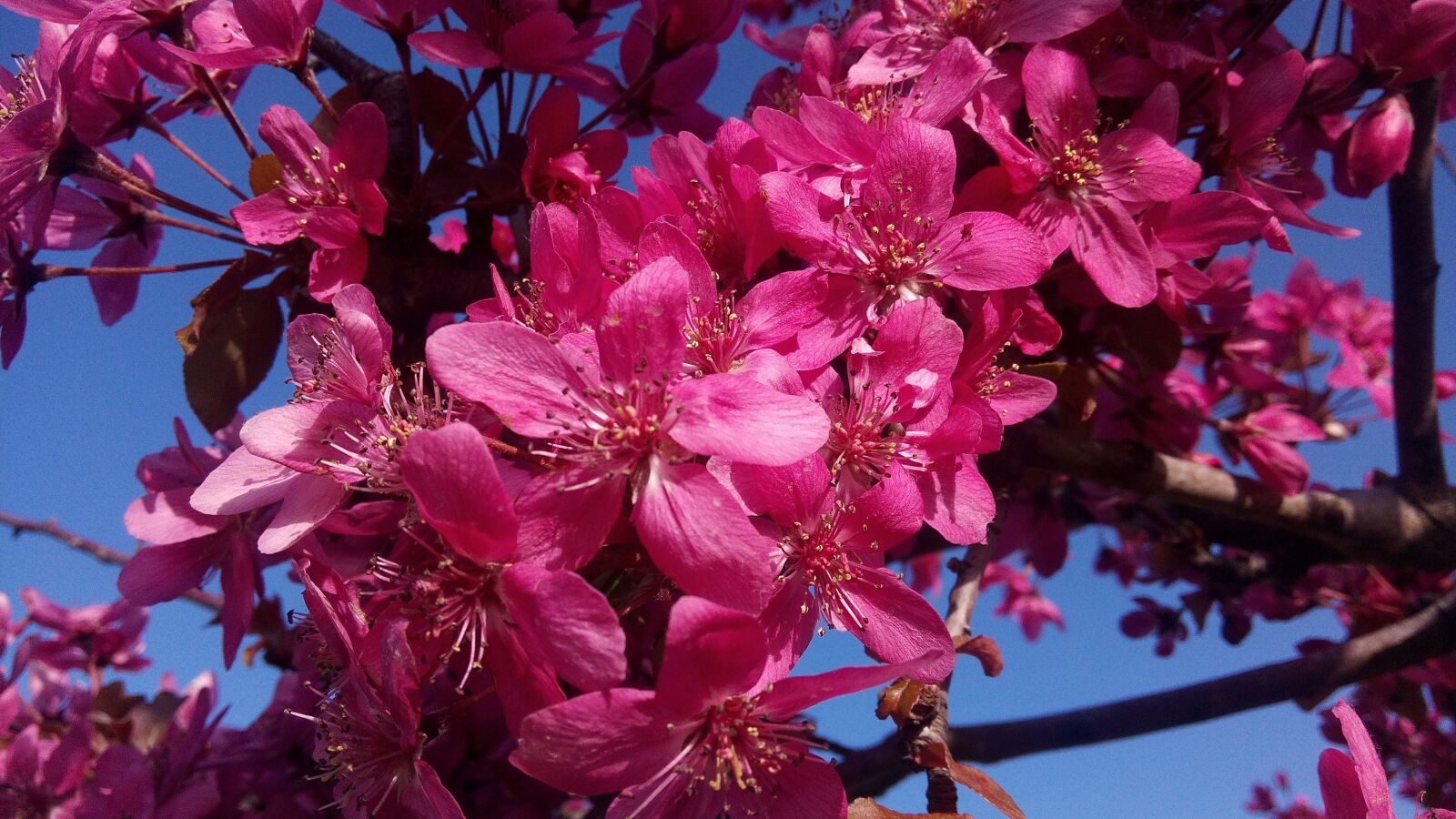 WIKO GETAWAY sample photo. Flowers, spring, flower photography