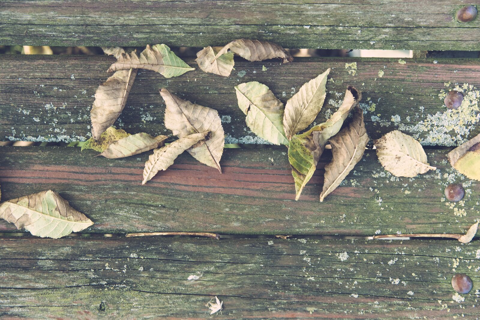 Canon EF 24-70mm F2.8L II USM sample photo. Autumn, leaves, golden photography