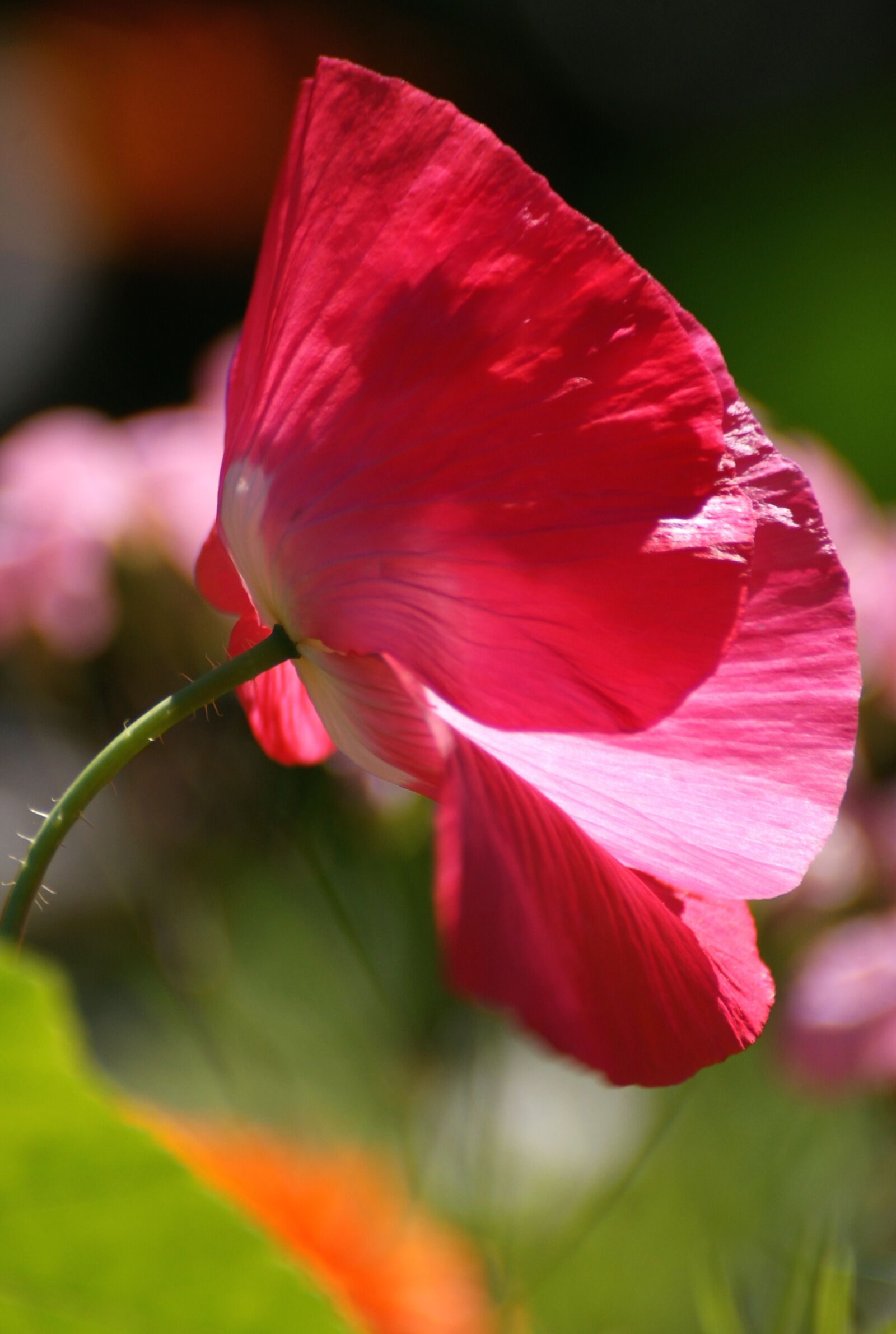 Sony Alpha DSLR-A350 sample photo. Poppy, flower meadow, summer photography