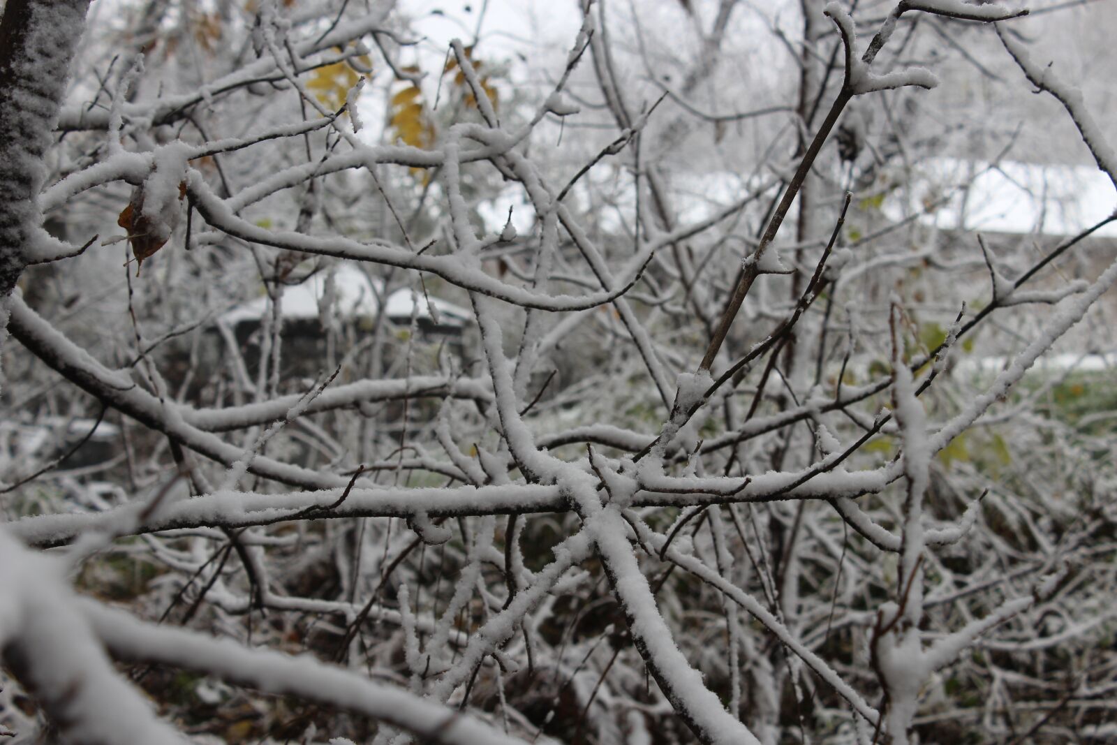 Canon EOS 1200D (EOS Rebel T5 / EOS Kiss X70 / EOS Hi) sample photo. Nature, art, snow photography